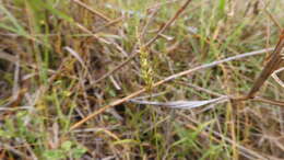 Sivun Sacciolepis indica (L.) Chase kuva