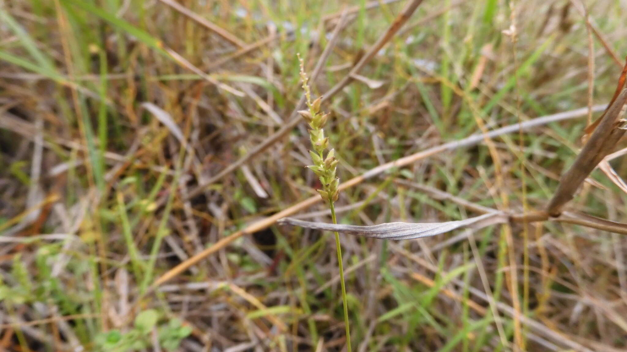Plancia ëd Sacciolepis indica (L.) Chase