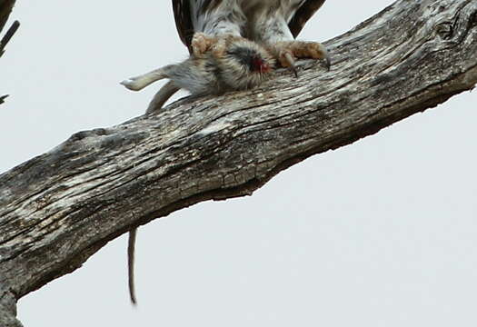 Image of Pearl-spotted Owlet