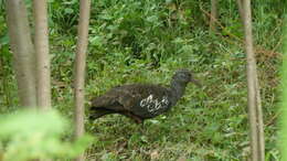 Image of Wattled Ibis