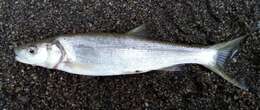 Image of Northern Pikeminnow