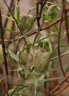 Image of Walleria gracilis (Salisb.) S. Carter