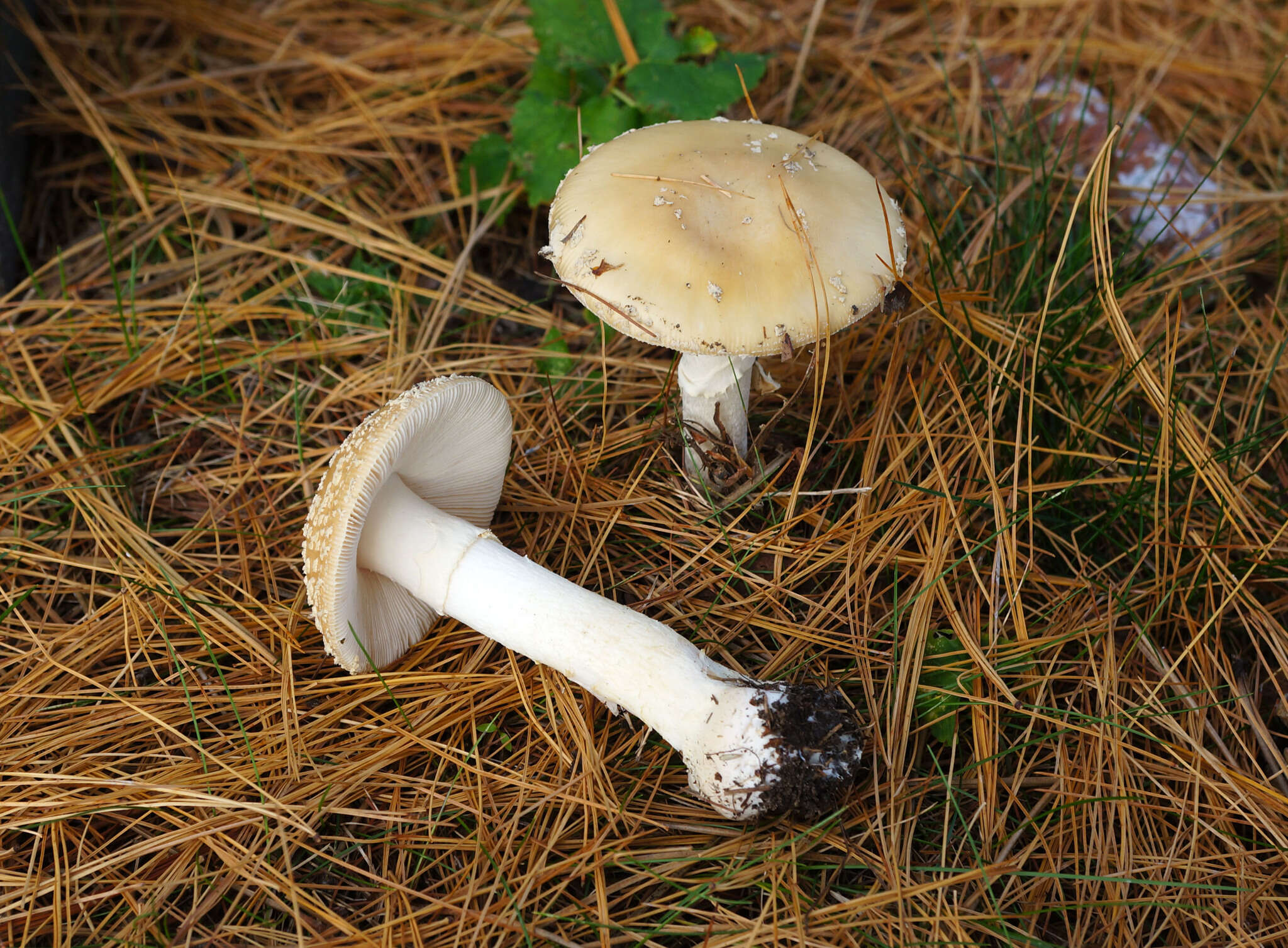 Image of Amanita crenulata Peck 1900