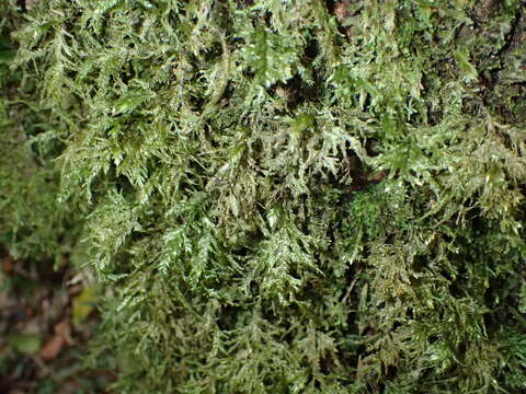 صورة Porotrichum madagassum Kiaer ex Bescherelle 1880