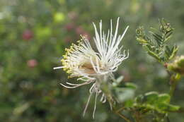 Plancia ëd Desmanthus covillei (Britton & Rose) B. L. Turner