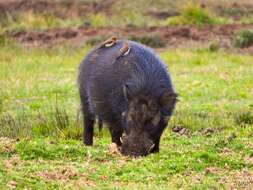 Image of Giant Forest Hogs