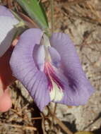 صورة Clitoria guianensis (Aubl.) Benth.