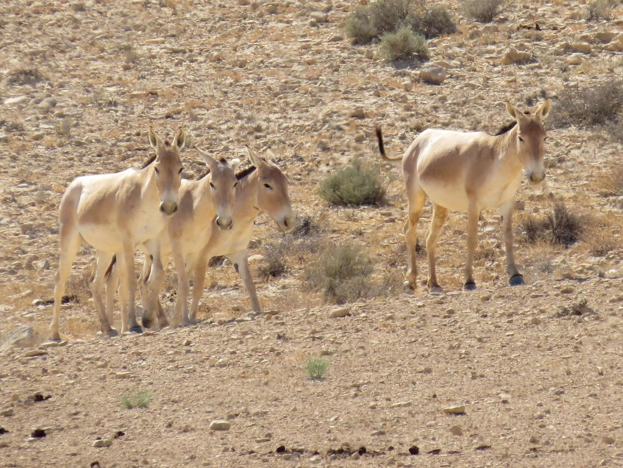 Image of Asian Wild Ass