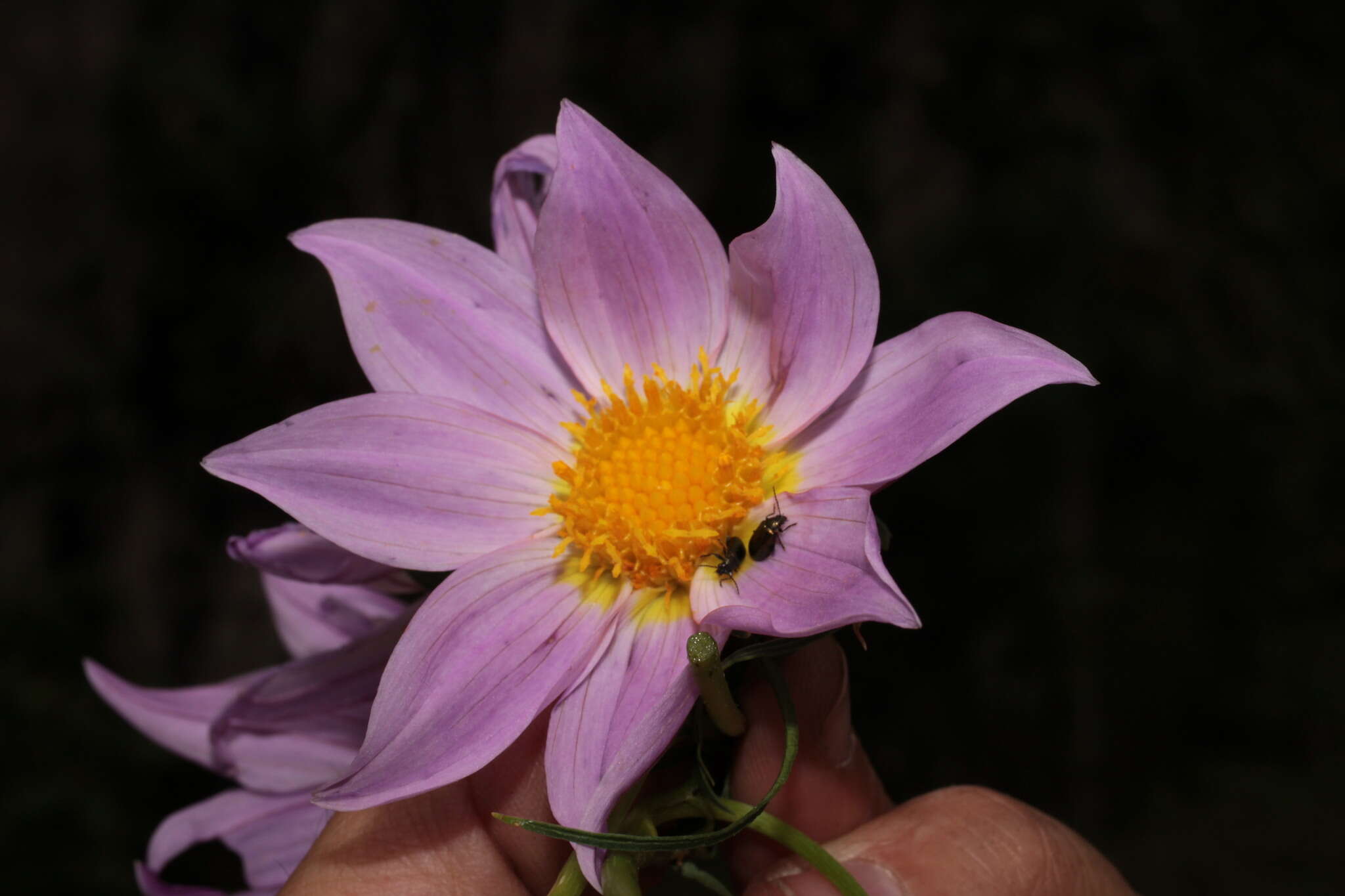 Image of Dahlia rupicola P. D. Sorensen