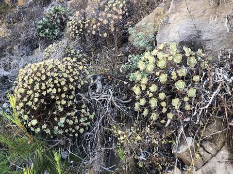 Image de Aeonium haworthii Salm-Dyck ex Webb & Berth.