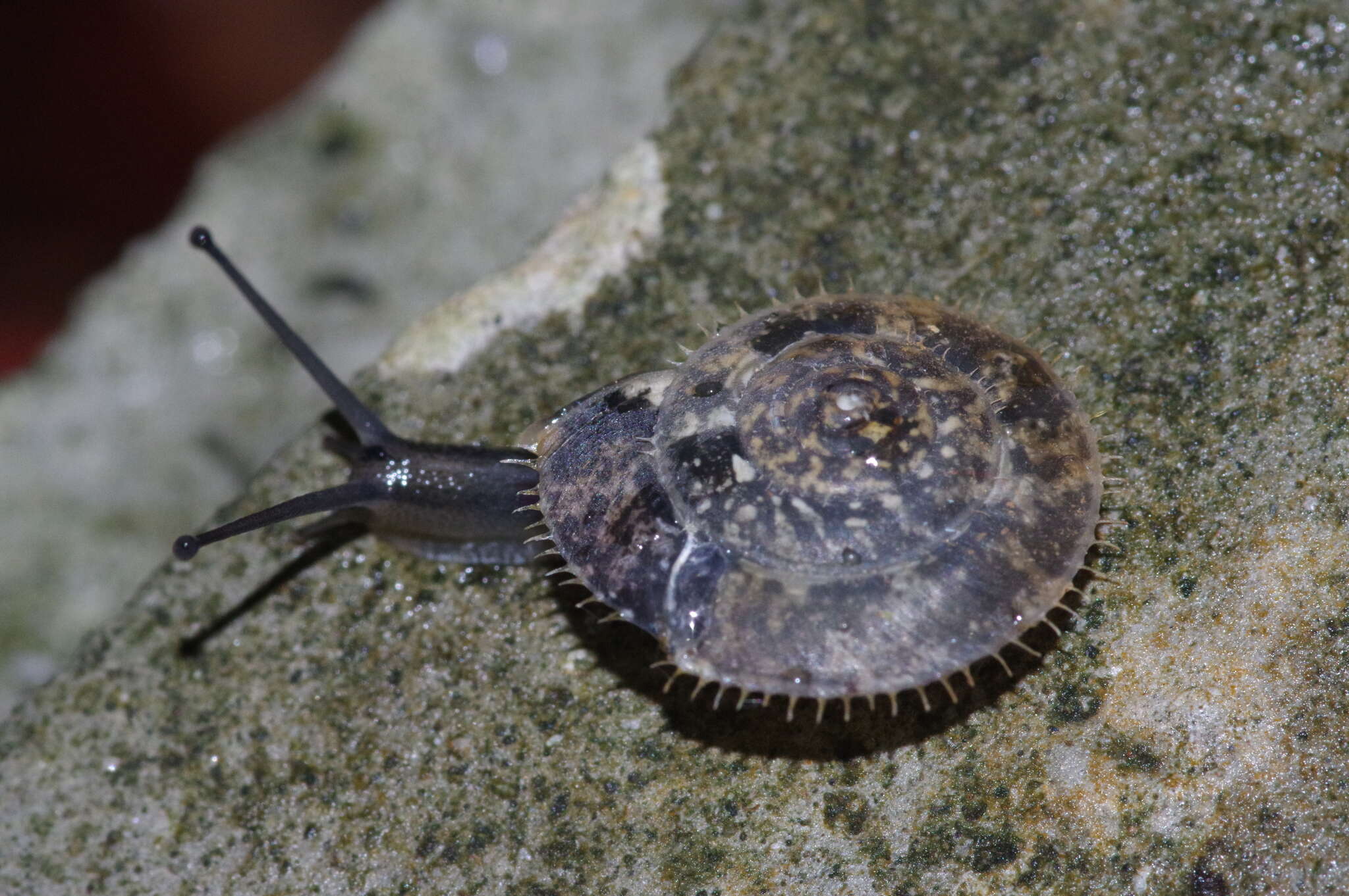 Plancia ëd Plectotropis elegantissima (L. Pfeiffer 1849)