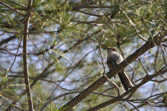 صورة Aegithalos caudatus tauricus (Menzbier 1903)