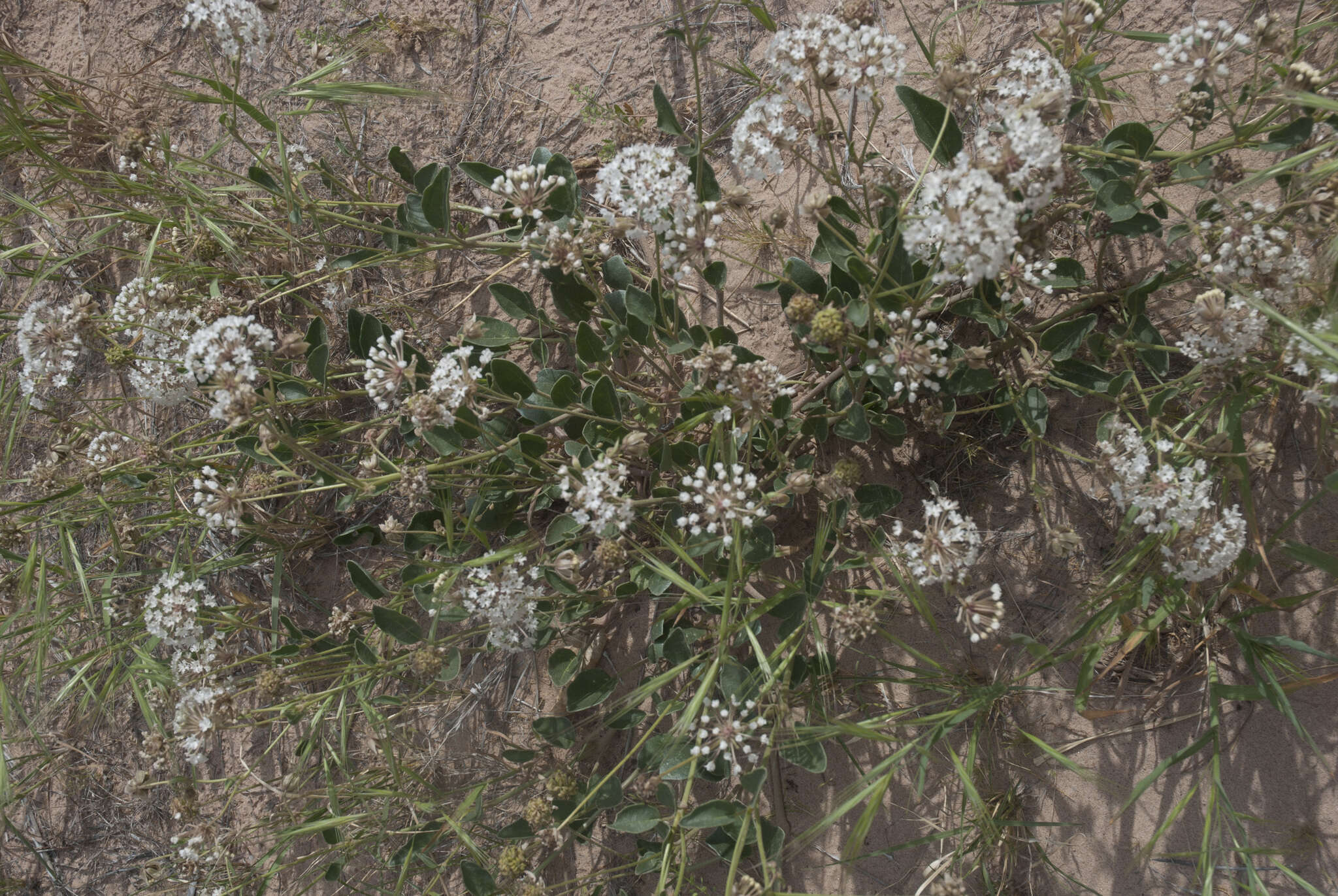 Image of fragrant white sand verbena