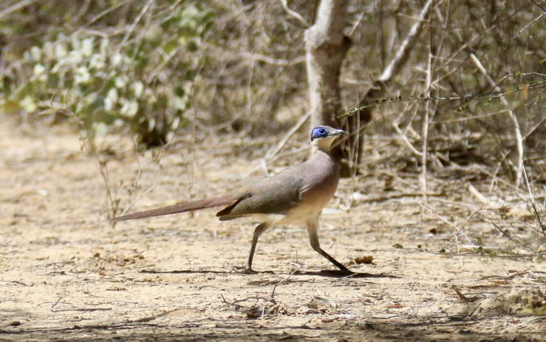 Image of Red-capped Coua