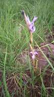 Image of Barbary Nut Iris