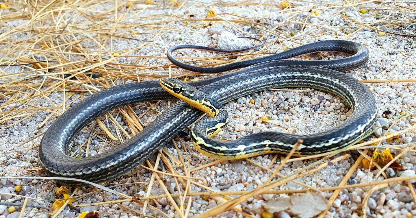 Image of Baja California Striped Whip Snake