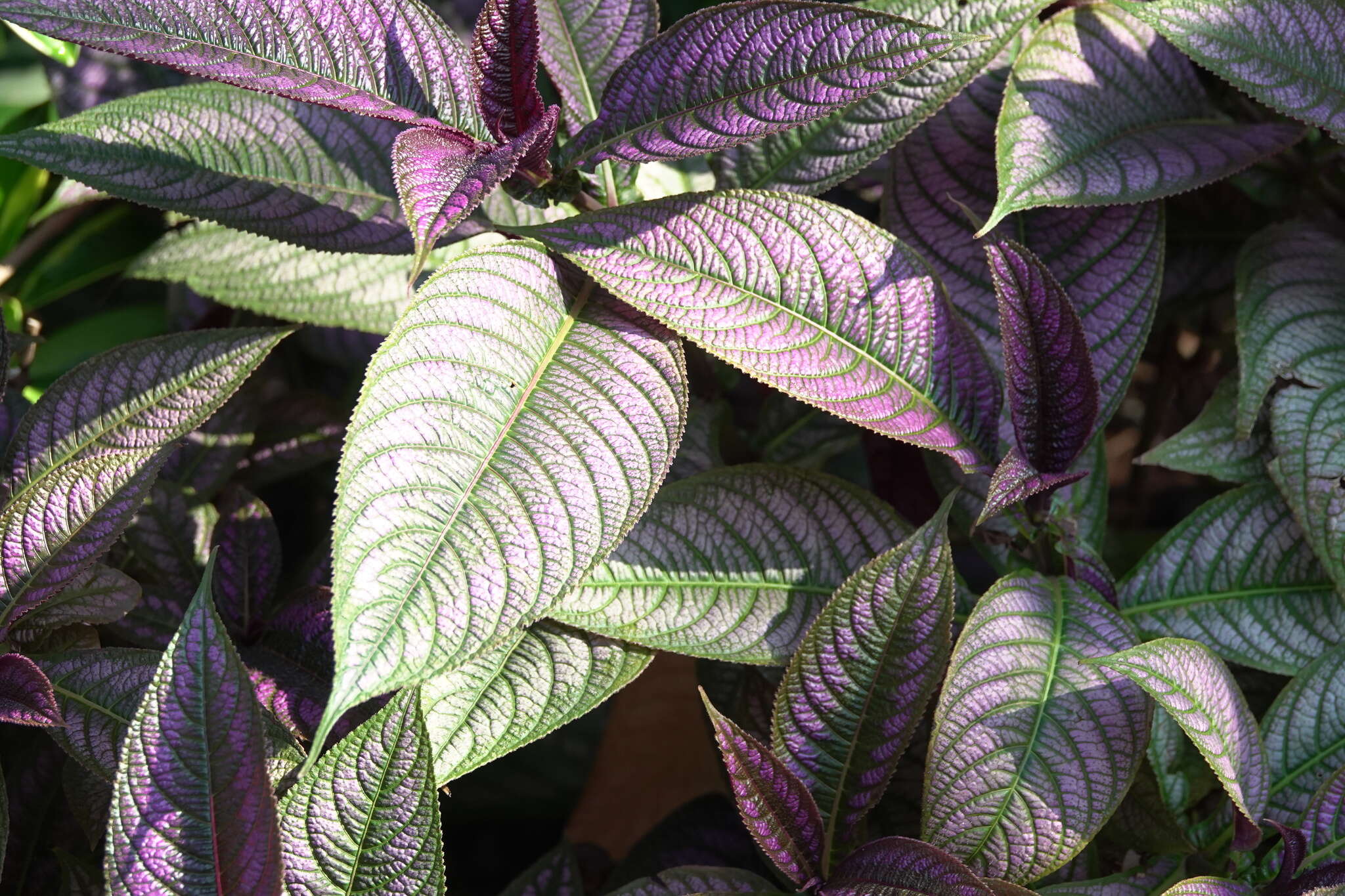 Strobilanthes auriculata var. dyeriana resmi