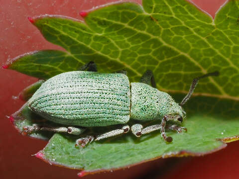 Image of Phyllobius (Subphyllobius) virideaeris (Laicharting 1781)