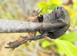 Image of Black Rain Frog