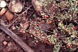 Image of Dodonaea baueri Endl.