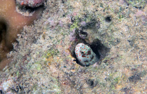 Sivun Blenniella chrysospilos (Bleeker 1857) kuva