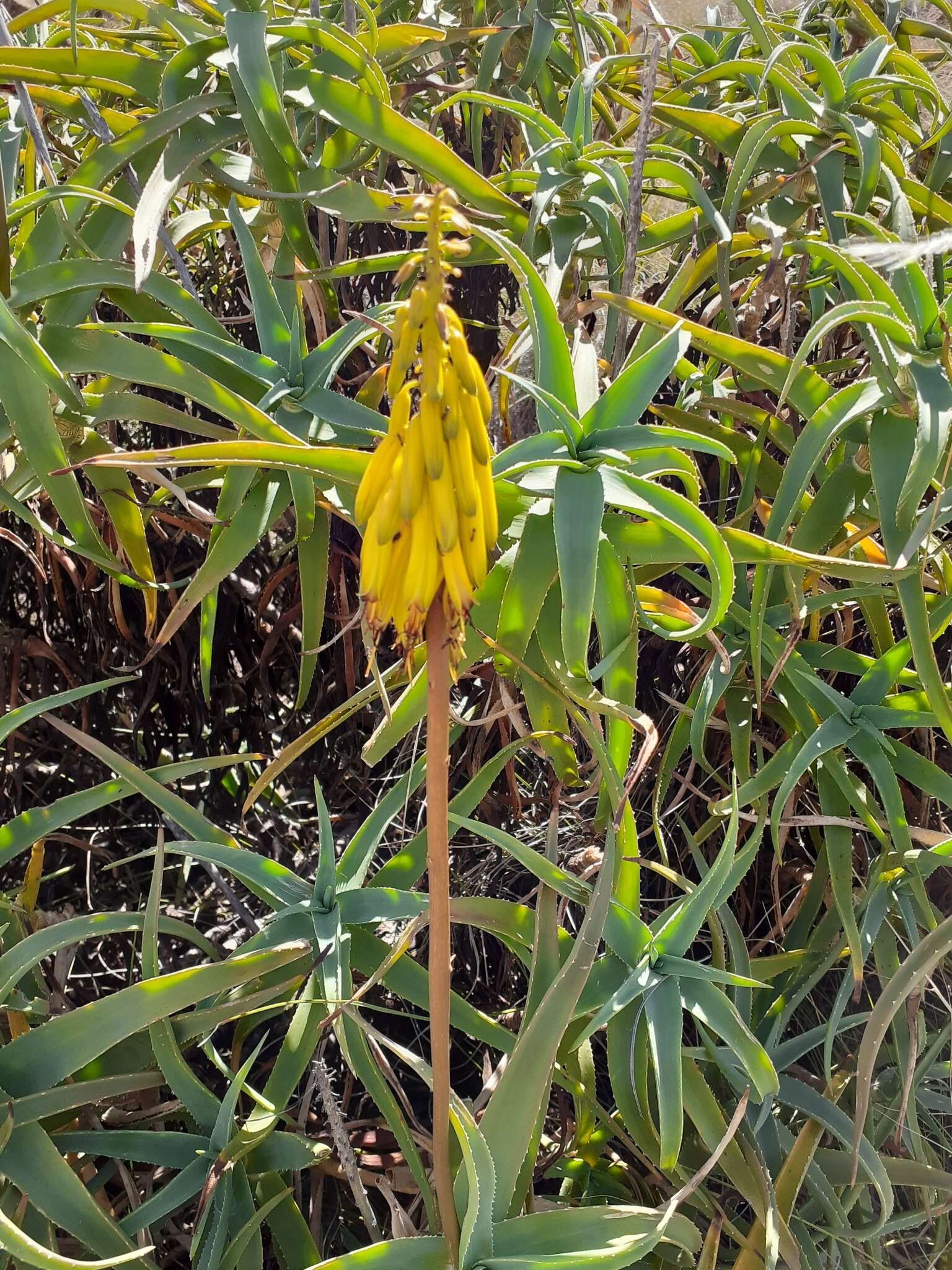 Plancia ëd Aloiampelos striatula (Haw.) Klopper & Gideon F. Sm.