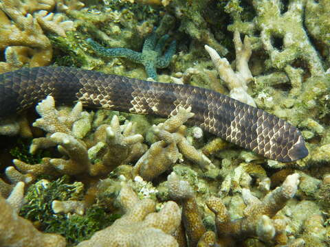 Image of Reef shallows seasnake