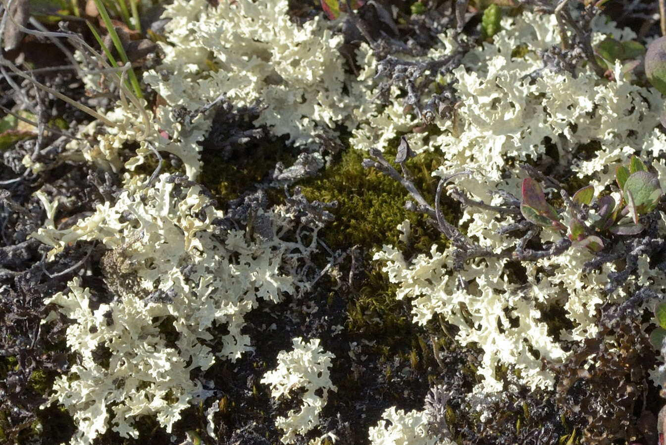 Слика од Flavocetraria nivalis (L.) Kärnefelt & A. Thell