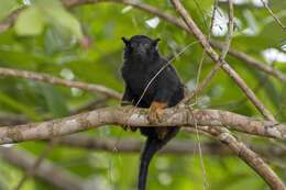 Image of Golden-handed Tamarin