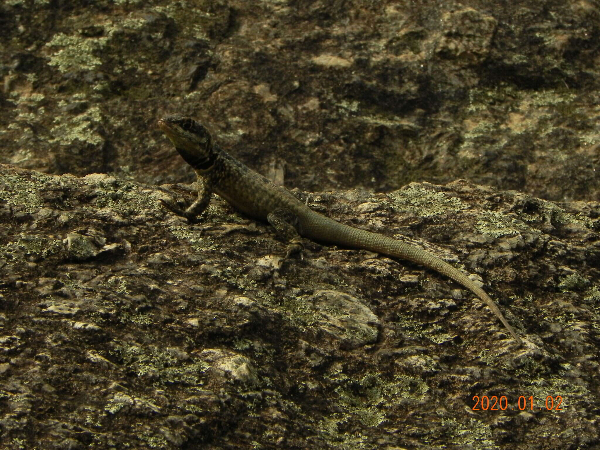 Image of Amazon Lava Lizard
