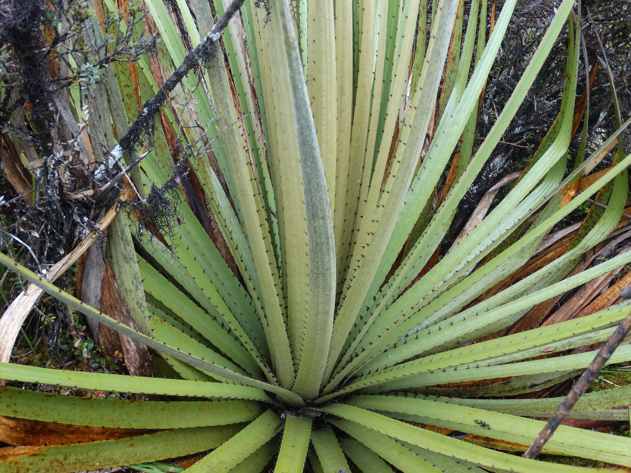 Puya goudotiana Mez的圖片