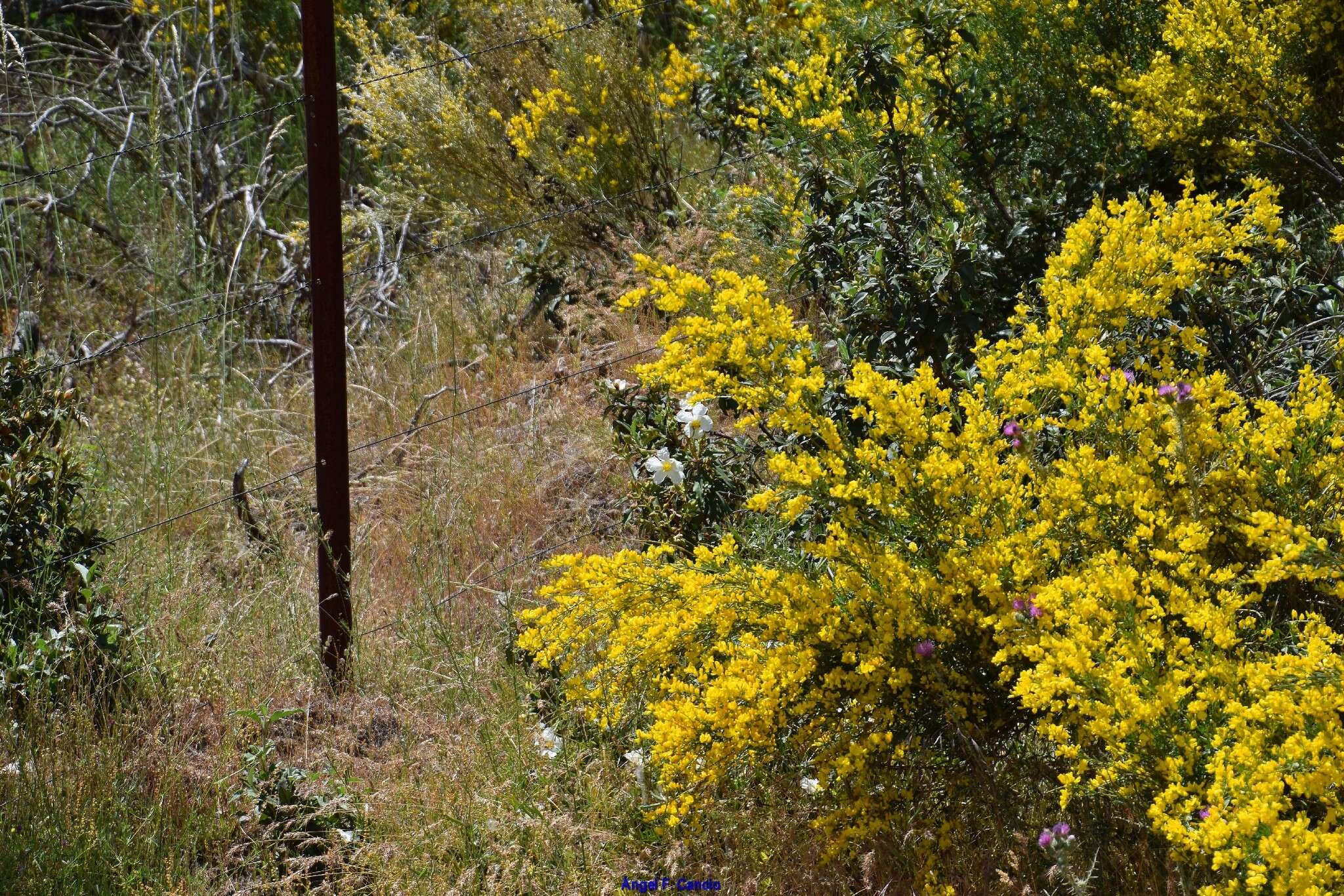 Image of Genista florida L.