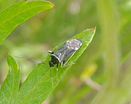 Sivun Adelphocoris tenebrosus (Reuter 1875) kuva