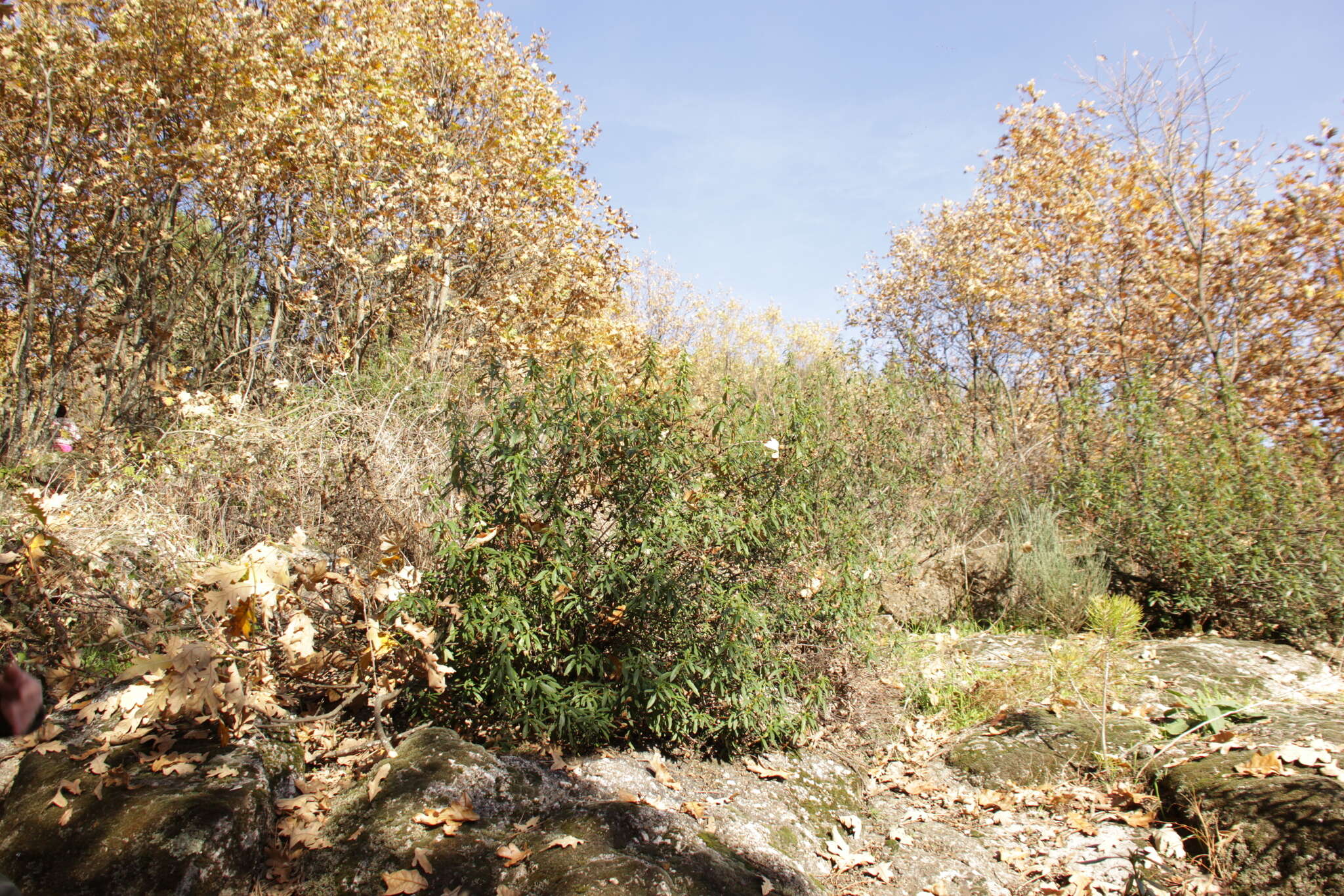 Image of common gum cistus