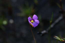 Image of Utricularia petertaylorii Lowrie