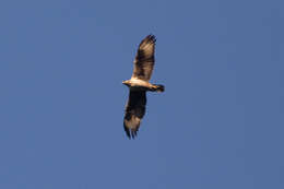 Image of Bonelli's Eagle
