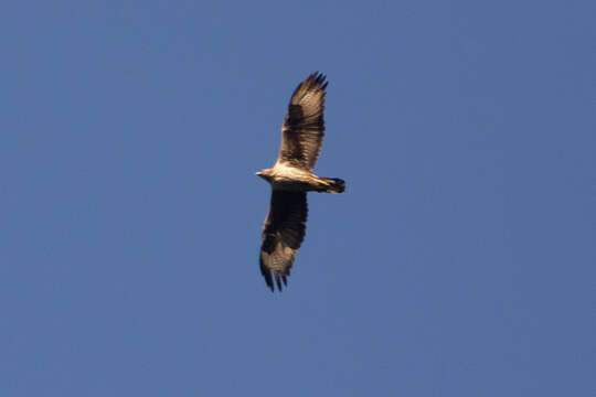 Image of Bonelli's Eagle