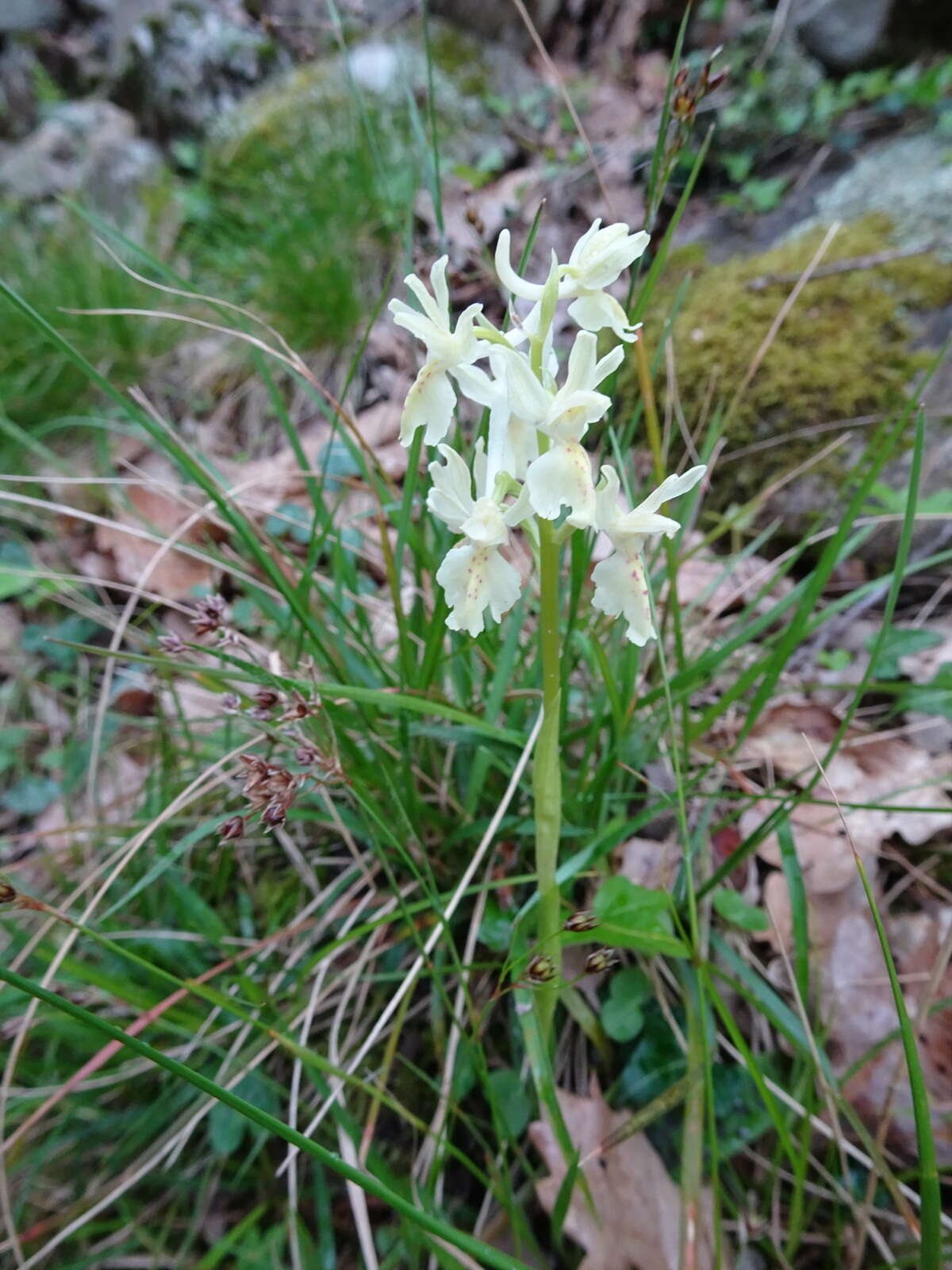 Слика од Orchis provincialis Balb. ex Lam. & DC.