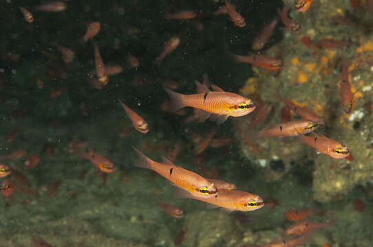 Image of Pink cardinalfish