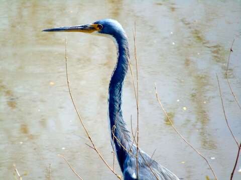 Image of Tricolored Heron