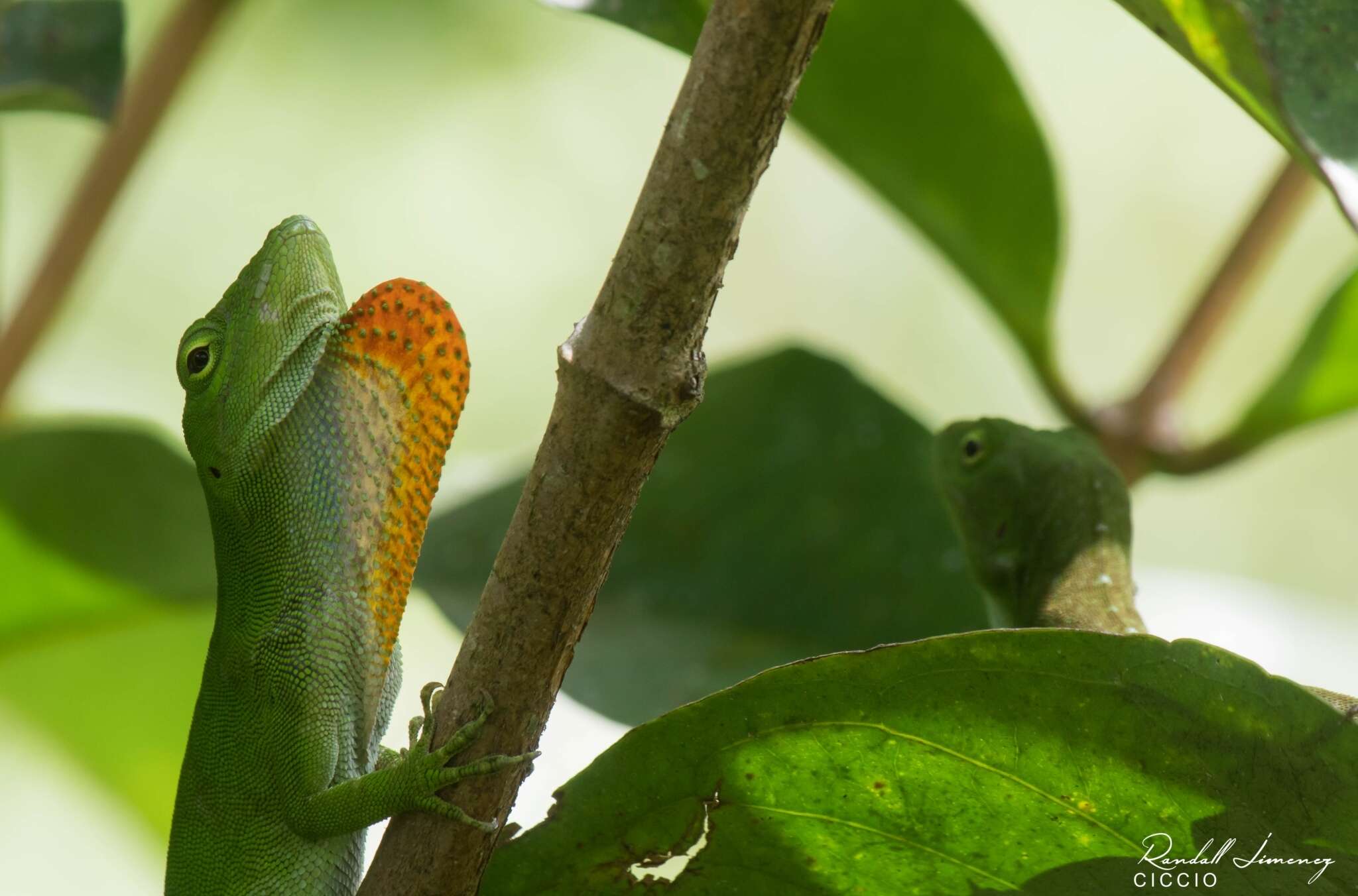 Imagem de Anolis biporcatus (Wiegmann 1834)