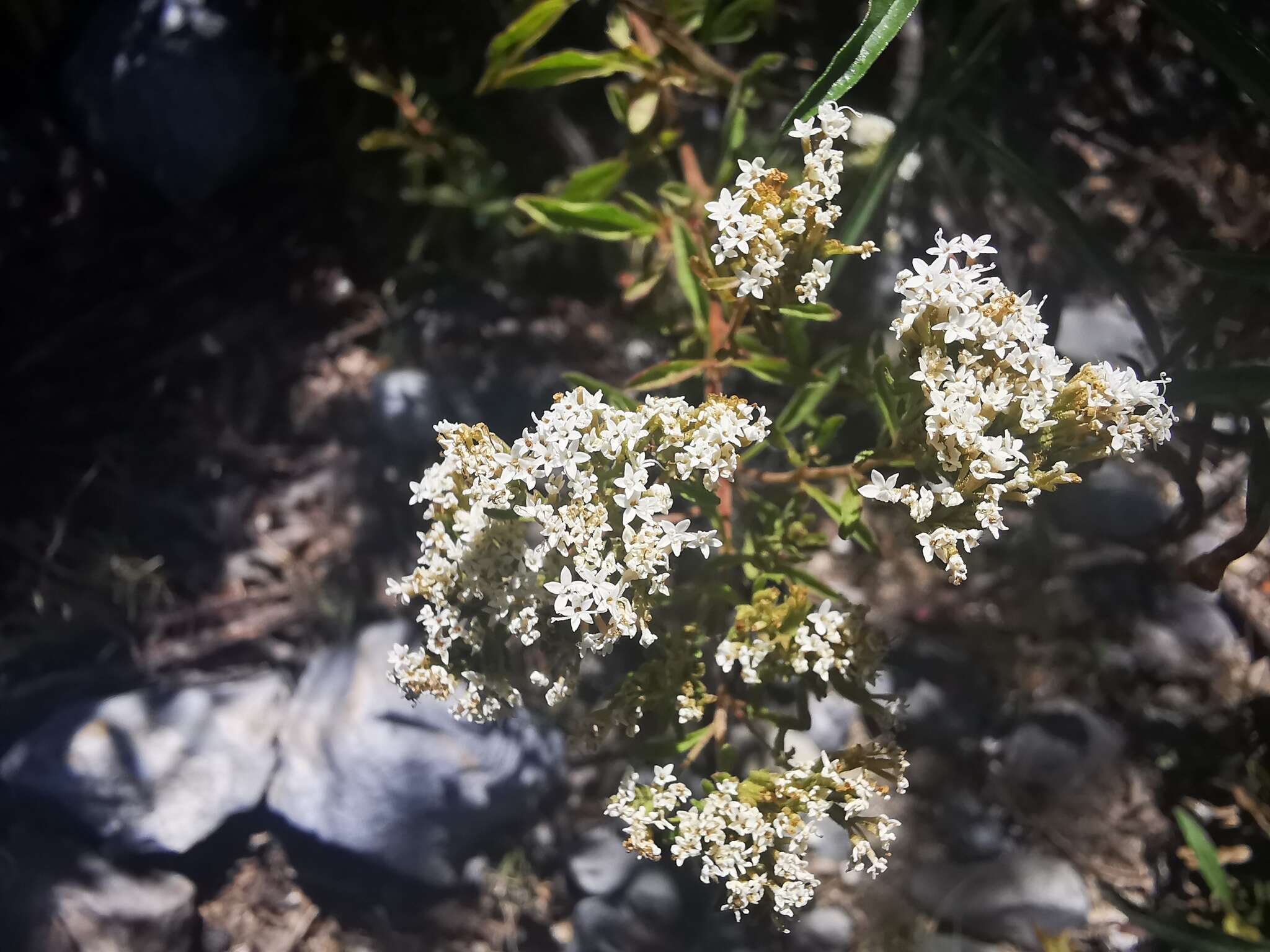 Image of Stevia jorullensis Kunth