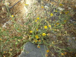 Image of bitterweed