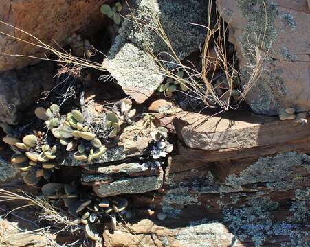 Image of Adromischus liebenbergii subsp. liebenbergii