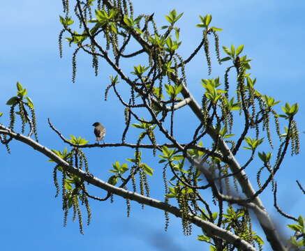 Image of Populus suaveolens Fisch.