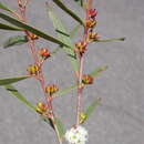 Image of Eucalyptus moorei subsp. moorei