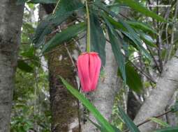 Image of Chilean Lantern Tree