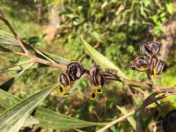 Imagem de Acacia cincinnata F. Muell.