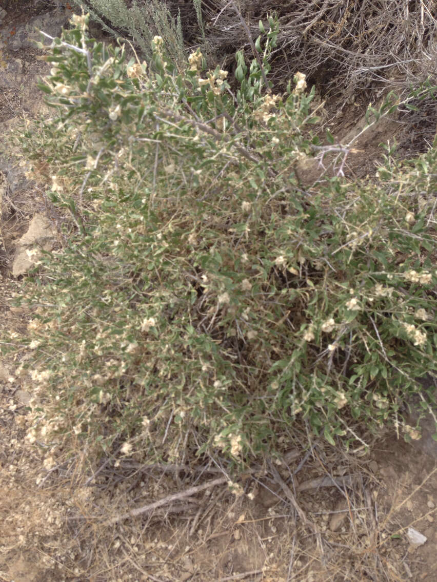 Image de Atriplex canescens (Pursh) Nutt.