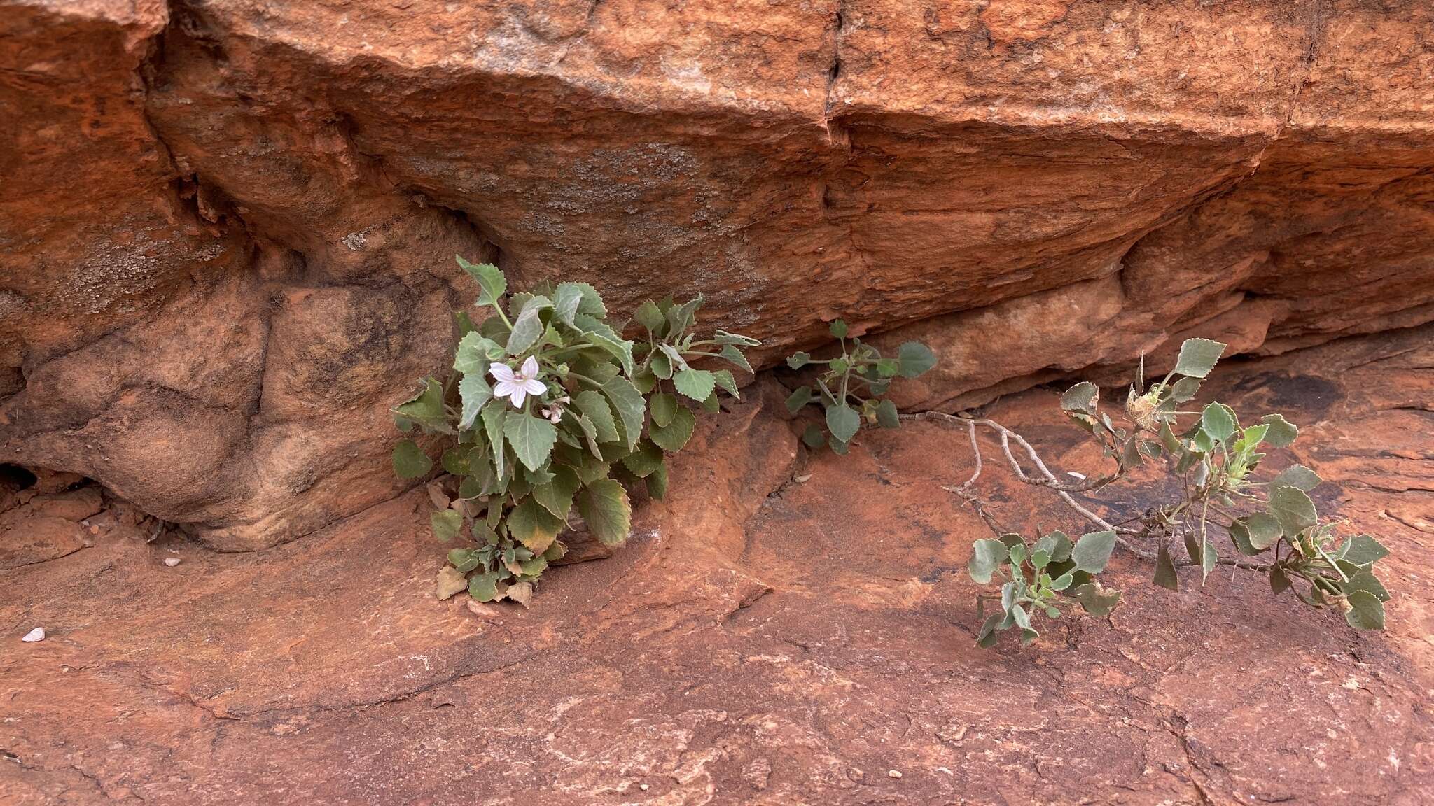 Image of Goodenia grandiflora Sims